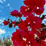 Bougainvillea flower