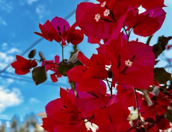 Bougainvillea flower