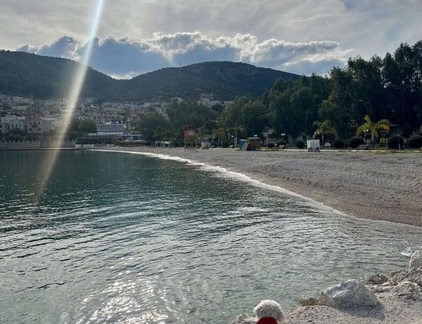 A dog staring at the beach of kiveri