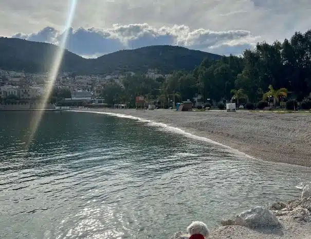 A dog staring at the beach of kiveri